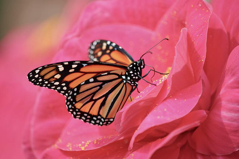 Before monarch butterfly perches delicately on a bright pink flower petal