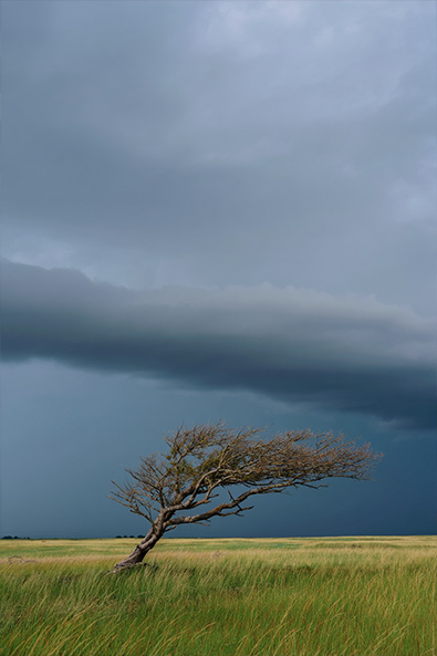 Before lone tree with wind-blown branches stands in the center of a vast grassland