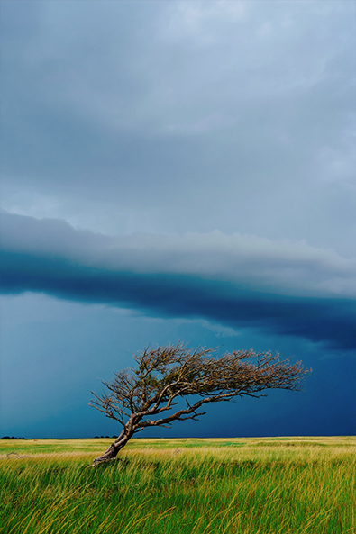 After lone tree with wind-blown branches stands in the center of a vast grassland
