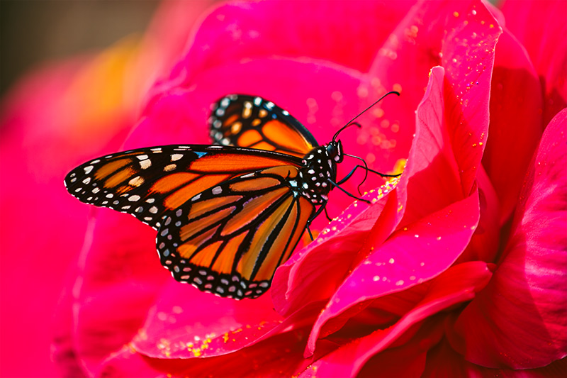 After monarch butterfly perches delicately on a bright pink flower petal