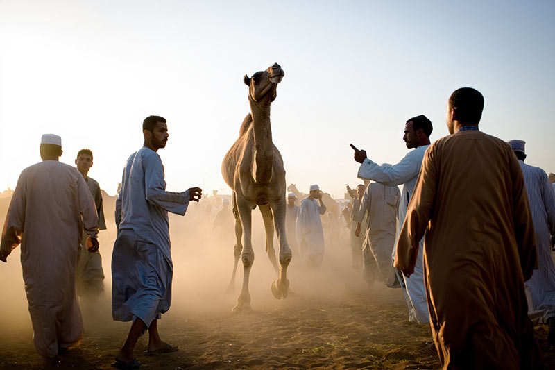 Before bustling Cairo camel market at dawn