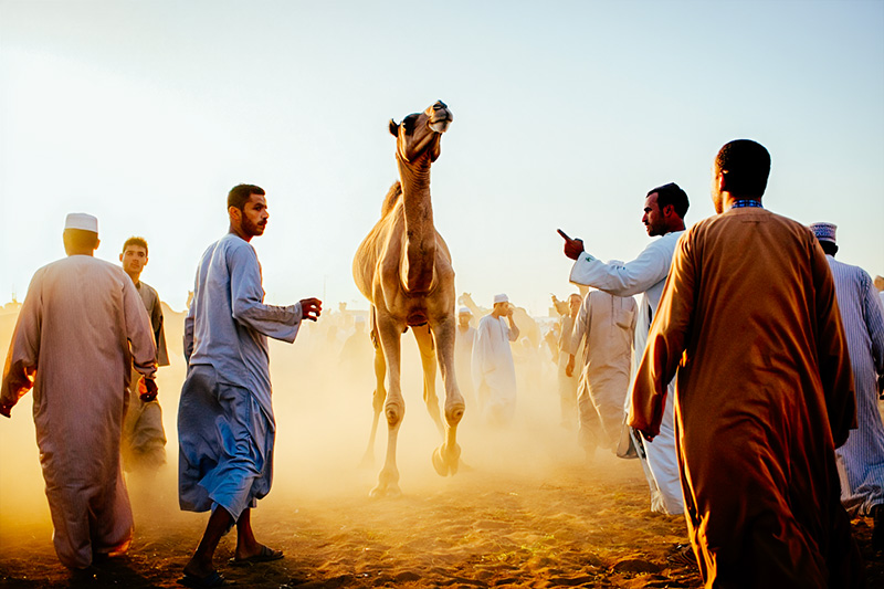 After bustling Cairo camel market at dawn