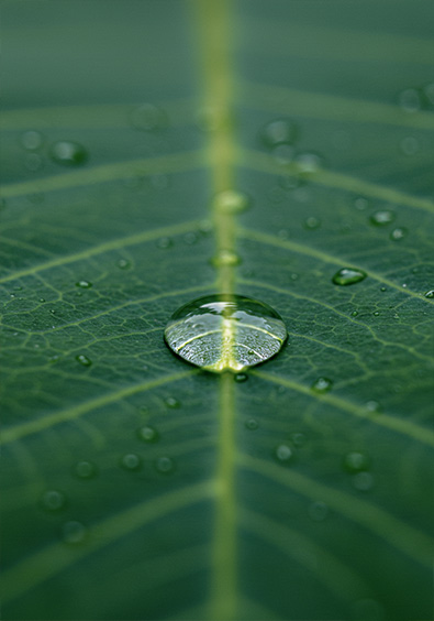 Before macro photo of a single raindrop on a leaf