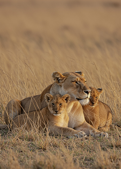 Before lioness and her two cubs resting in golden grasslands