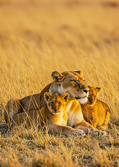 After lioness and her two cubs resting in golden grasslands
