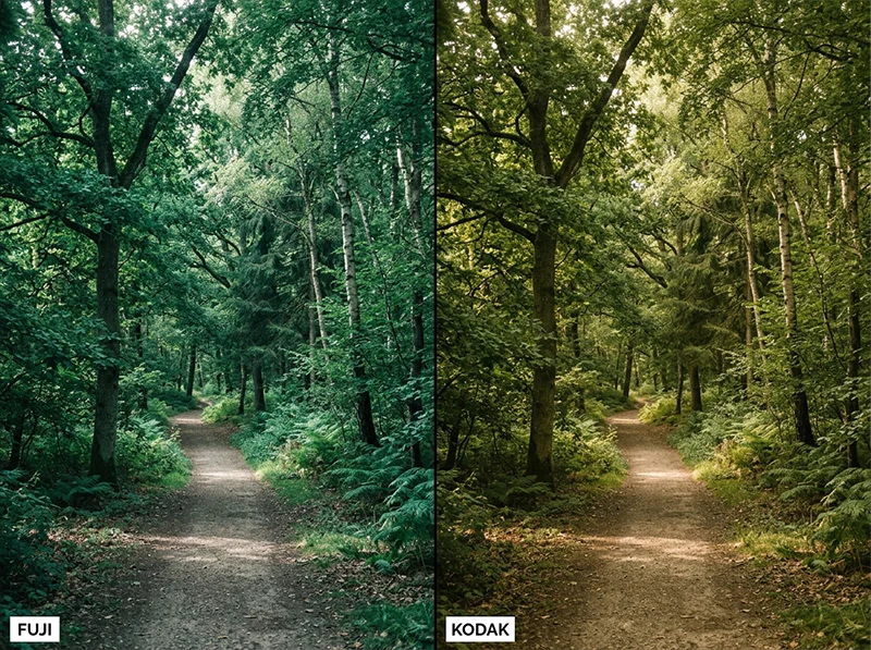 Side-by-side comparison of forest path showing Fuji color science cool green rendering versus Kodak color science warm olive-green rendering