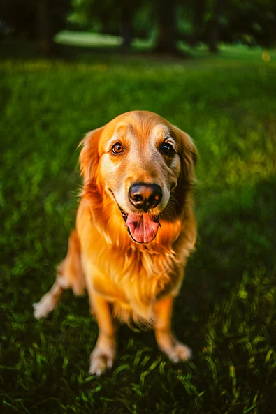 Image without preset - golden retriever dog sits on grass in a park during dusk