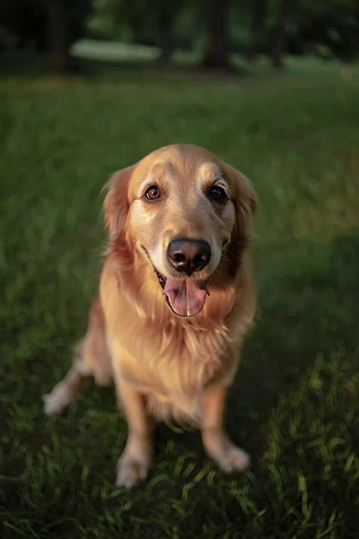 Image without preset - golden retriever dog sits on grass in a park during dusk