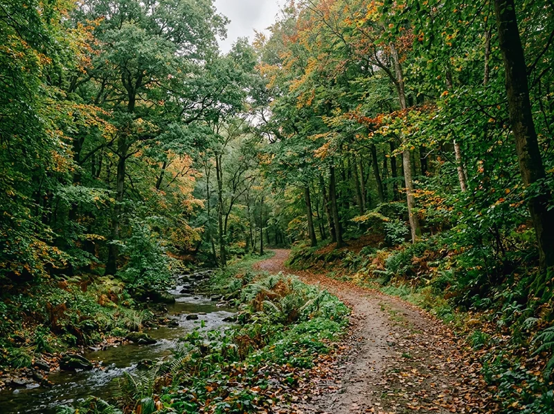 Woodland landscape in overcast light showing Fujifilm Pro 400H natural green rendering